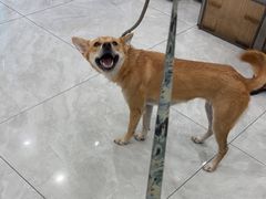 -安安宠医宠物医院·异宠·犬猫内科(岳阳分院)