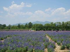 -北京东方普罗旺斯薰衣草庄园