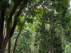 -中国科学院西双版纳热带植物园