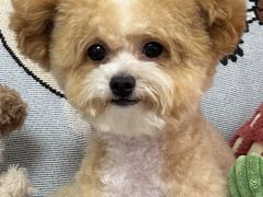 -帕帕拉兹宠物(亚洲旗舰店)