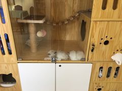 -鼓捣猫呢主题猫咖店