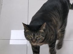 -申普宠物医院·心脏介入·心血管微创(总院)