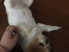 -瑞鹏宠物医院·微创内窥镜·骨外科·牙科(翠竹分院)