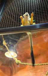 -Zoolung Zoolung动物主题公园(海信广场店)