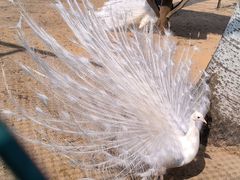 -秦皇岛野生动物园