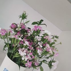 -SOR索尔祛痘·面部肌肤管理