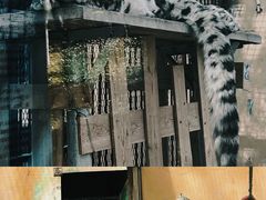 -青藏高原野生动物园