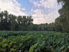 -洛阳市隋唐城遗址植物园