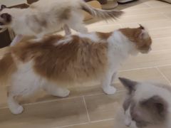 -momokira米努特·德文卷毛猫·棉花面纱犬