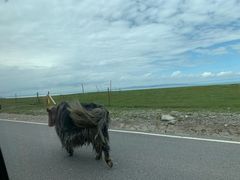 -青海湖国家重点风景名胜区