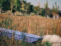 -白鹭湾湿地公园