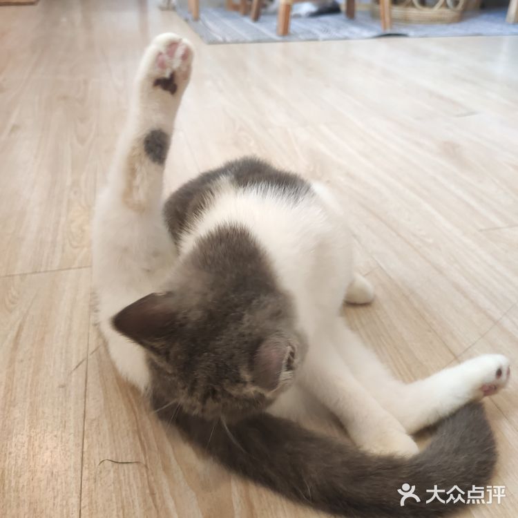 东莞平价猫咖