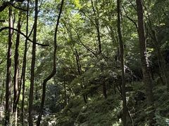 -牛背梁国家森林公园