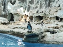 -帝企鹅自助餐厅•儿童岛•真企鹅(长隆企鹅酒店)