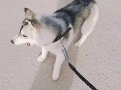 -佳怡动物医院·平价24小时·猫专科骨外科