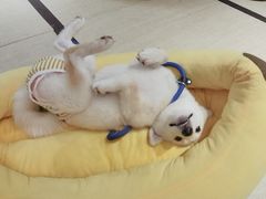 -逗柴咖啡屋·狗咖猫咖宠物桌游