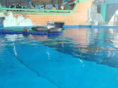 -海合安武汉极地海洋公园