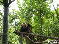 -都江堰中华大熊猫苑
