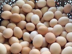 -马陆小张葡萄园农家乐