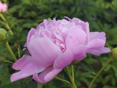 -洛阳市隋唐城遗址植物园
