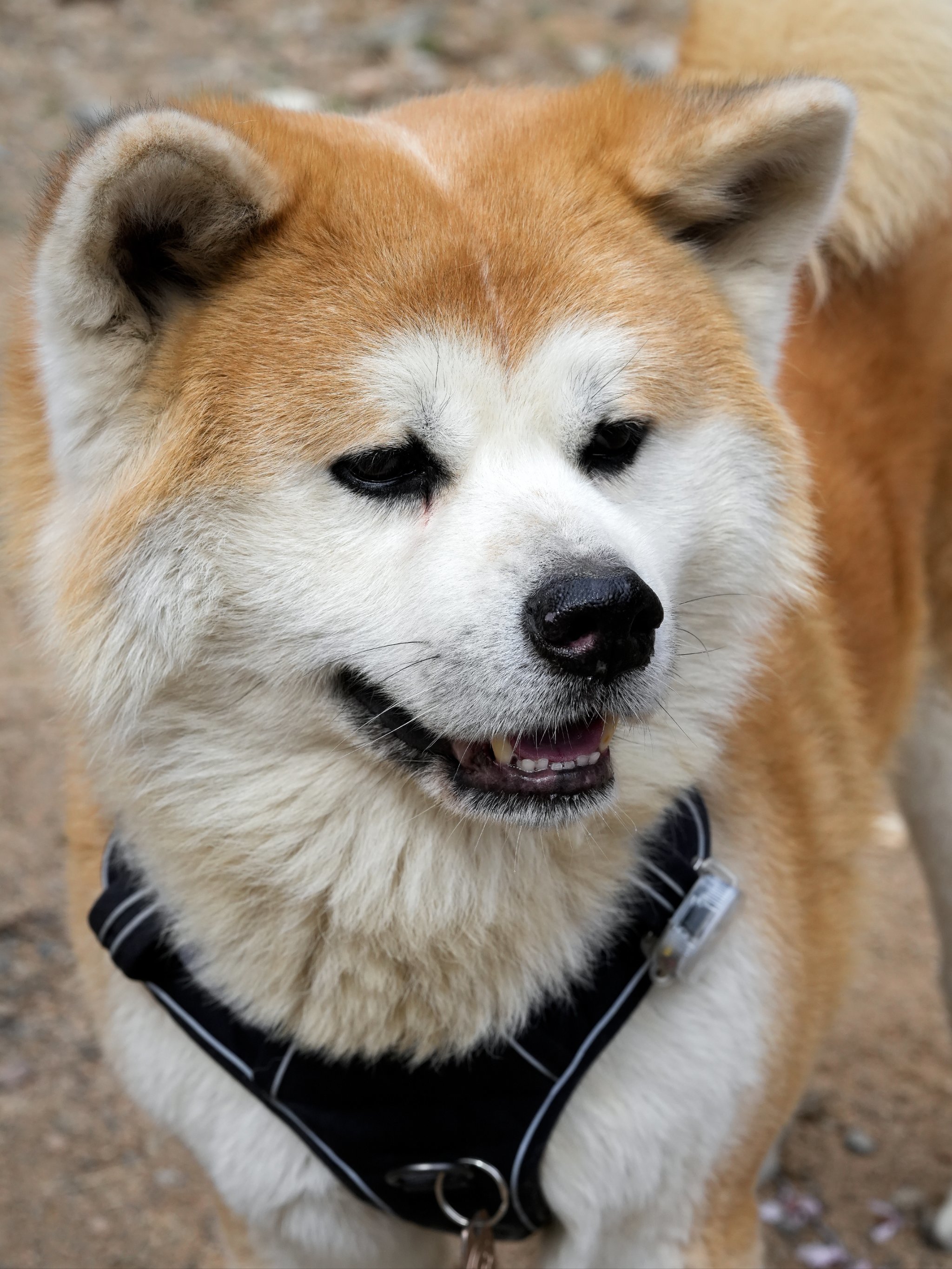 正宗秋田犬 正宗秋田犬,作为日本的国
