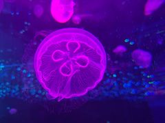 -哈尔滨波塞冬海底世界