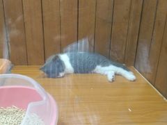 -龟与熊猫宠物公园(南坪店)