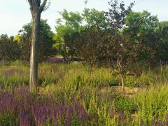 -永定河休闲森林公园