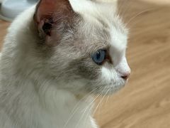 -楼上猫咖(罗湖店)