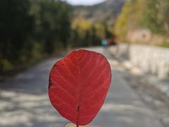 -北京西山国家森林公园