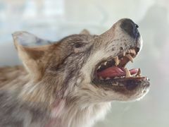 -洮儿河国家湿地公园