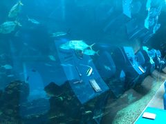 -海棠湾洲际-涛·海底餐厅·美人鱼·自助餐·海底隧道
