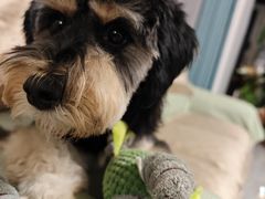 -宠福鑫康馨动物医院·骨科·眼科