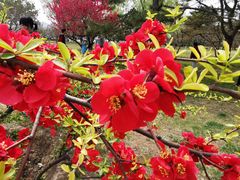 -莲花池公园
