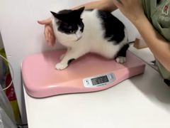 -御宝贝·A梦猫科宠物医院(国际猫友好医院)