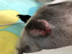 -纳吉亚猫专科动物医院博雅分院