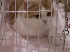 -藏猫猫咖啡主题馆(中央大道店)