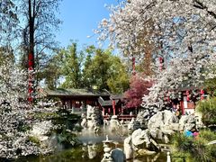-武汉大学-樱园