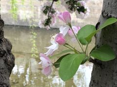 -海棠花溪(元大都城垣遗址公园)