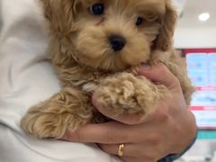 -翊宠yipet猫狗购宠庄园犬舍•猫舍