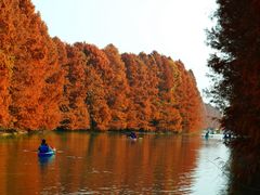 -上海海湾国家森林公园