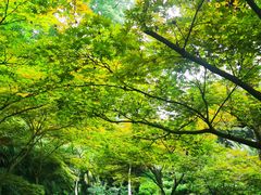 -南山植物园