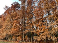 -上海海湾国家森林公园