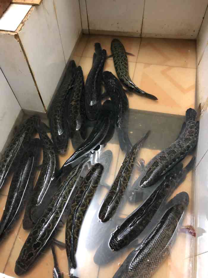 马仔斑鱼店(阳朔总店)-"4个冒雨骑车找去的,正是下午时分只有一个.