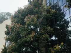 -成都保利公园皇冠假日酒店(熊猫基地店)