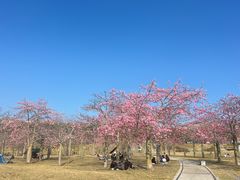 -风云岭森林公园