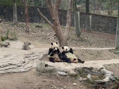-都江堰中华大熊猫苑