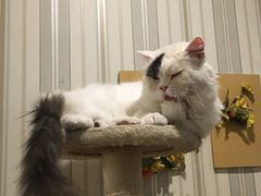 -猫小院猫主题咖啡厅(北锣店)