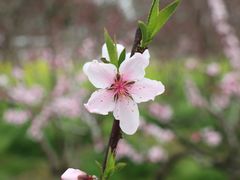 -南汇桃花村