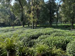 -野蔓果·山野菜(西湖景区·龙井茶田店)